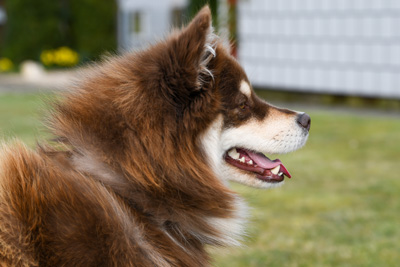 Rahkkasan Piijá - vom Alten Nierstal - Wolfsspitze + Finnischer Lapphund - Lapinkoira