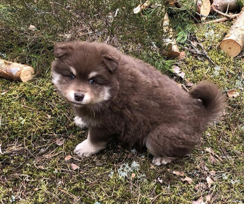 Rahkkasan Piijá - vom Alten Nierstal - Wolfsspitze + Finnischer Lapphund - Lapinkoira
