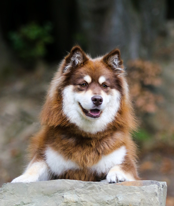 Rahkkasan Piijá - vom Alten Nierstal - Wolfsspitze + Finnischer Lapphund - Lapinkoira